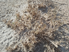 Aeluropus lagopoides