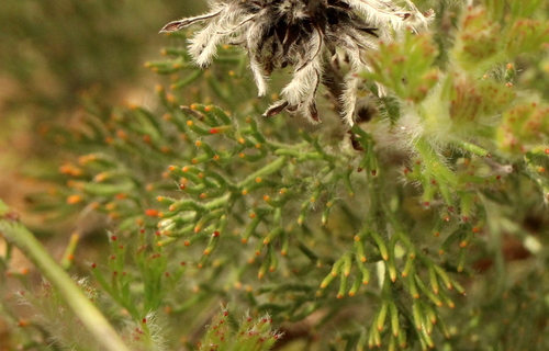 Image of Serruria scoparia by (c) Cecile Roux, some rights reserved (CC BY-SA)