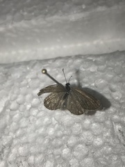 Zizina otis labradus