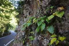 Hosta longipes longipes