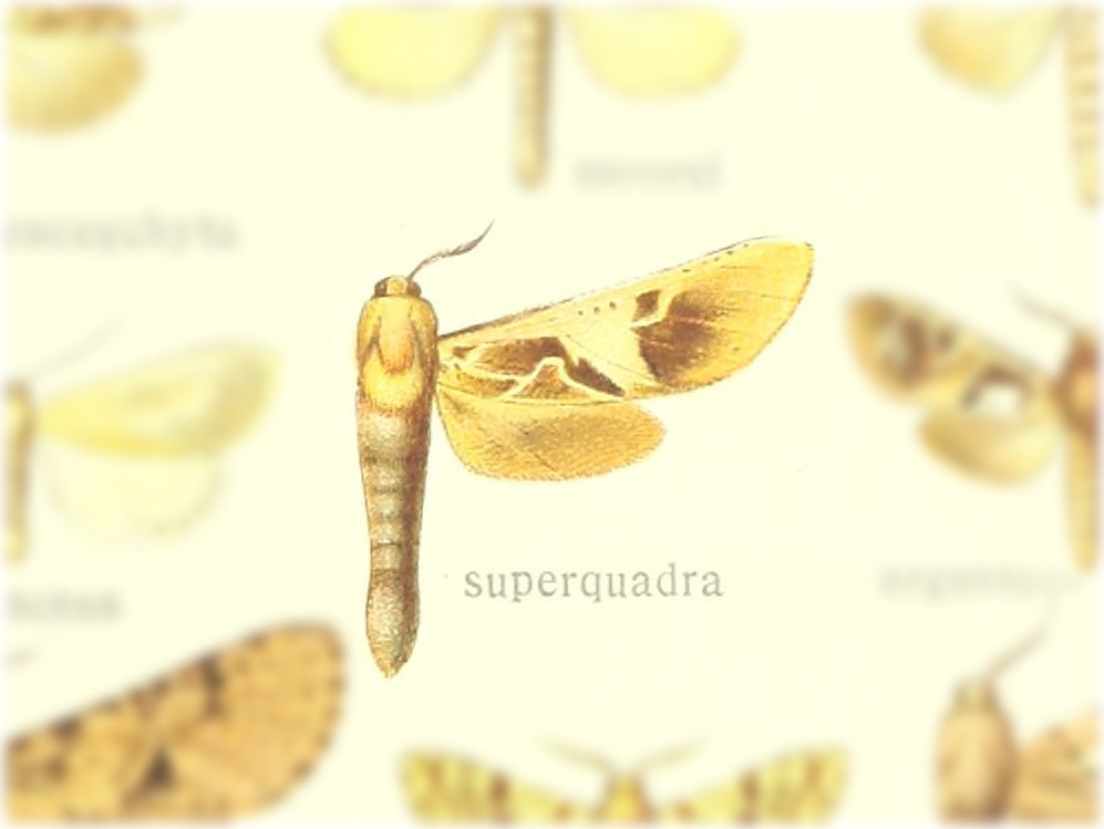 Givira superquadra