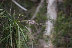 Cordyline stricta