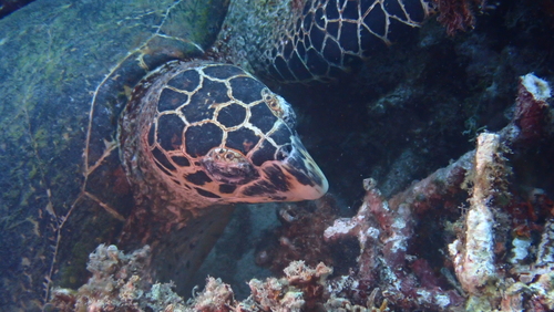 Hawksbill Sea Turtle, photo 7 of 9