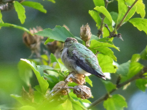 Ruby-throated Hummingbird photographed in Arkansas
