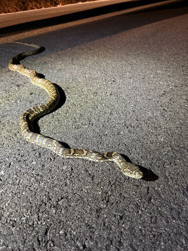 Coastal Carpet Python sighting