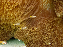 Stichodactyla mertensii