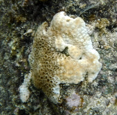Zoantharia