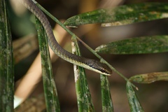 Dendrelaphis calligaster