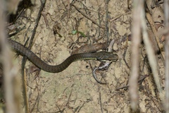 Dendrelaphis calligaster