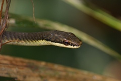 Dendrelaphis calligaster