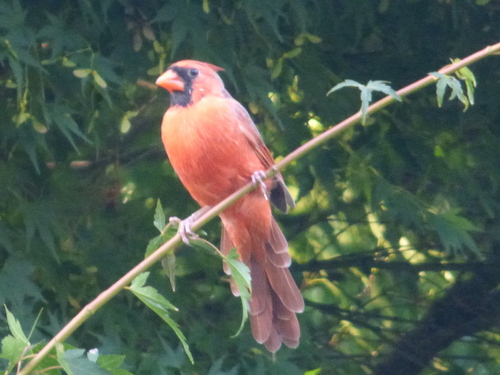 Northern Cardinal photographed in Arkansas