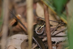 Dendrelaphis calligaster