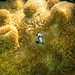 Merten's Sea Anemone - Photo (c) sykospark, some rights reserved (CC BY-NC), uploaded by sykospark