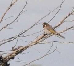 Purnella albifrons