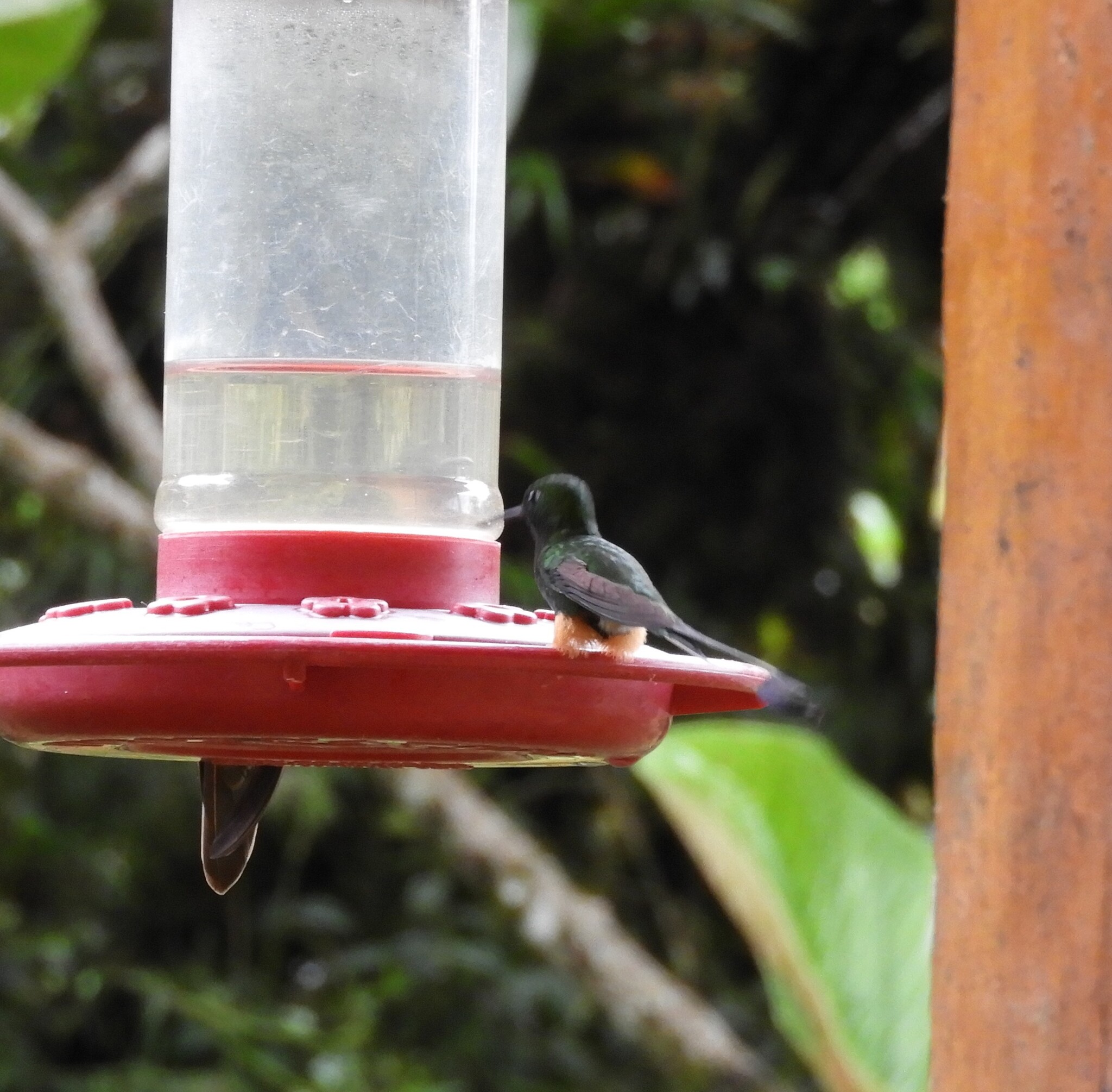 Peruvian Racket-tail (Ocreatus peruanus), photo 5