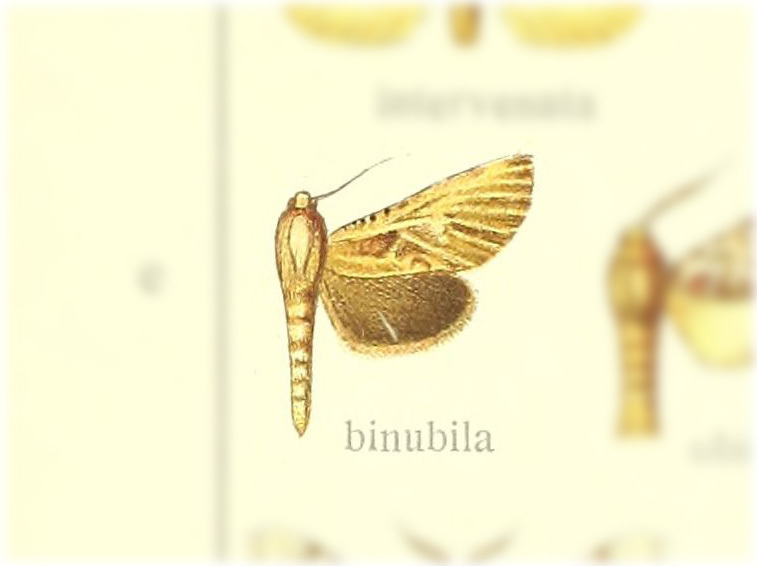 Givira binubila