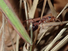 Myrmecia comata