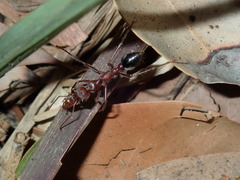 Myrmecia comata