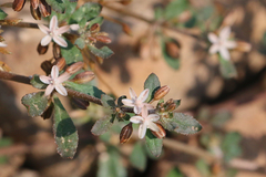 Glinus oppositifolius