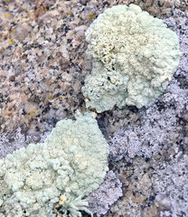 Protoparmeliopsis pinguis