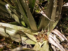 Astelia psychrocharis