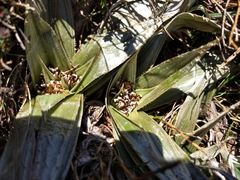 Astelia psychrocharis