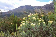 Leucadendron daphnoides