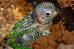 Eupsittula nana