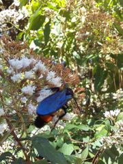 Pygodasis ephippium ephippium