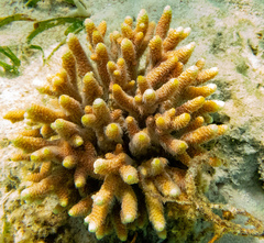 Acropora millepora