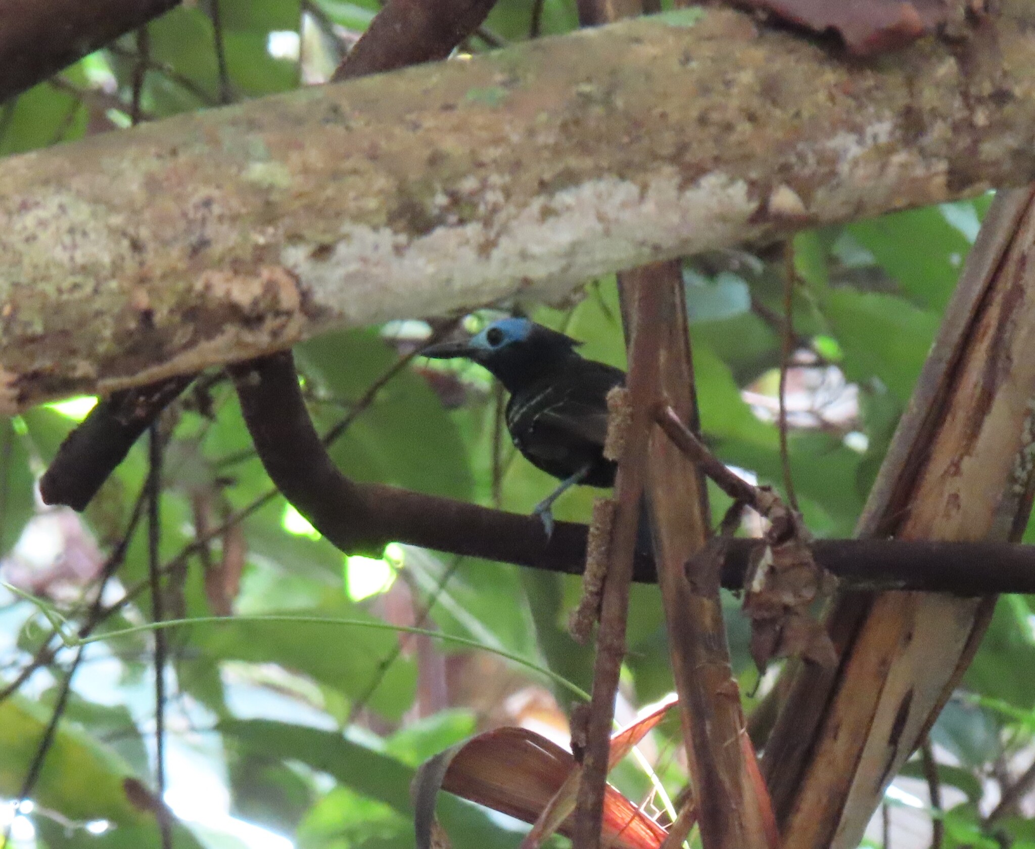 Bare-crowned Antbird (Gymnocichla nudiceps), photo 9