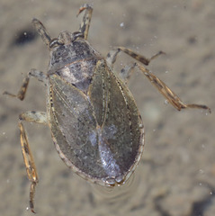 Abedus indentatus
