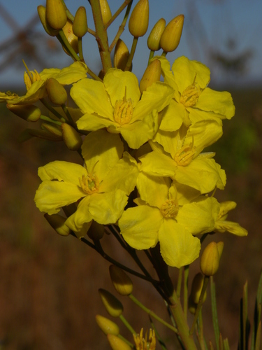 Ouratea acicularis
