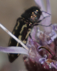 Acmaeodera retifera
