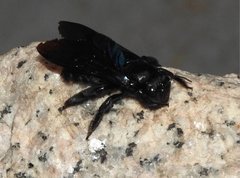 Biluna