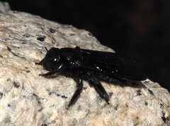 Biluna