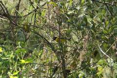 Coccothraustes abeillei