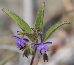 Trichostema rubisepalum