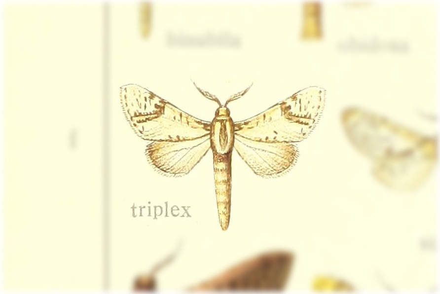 Givira triplex