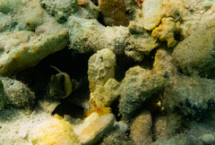 Cryptocentrus cinctus