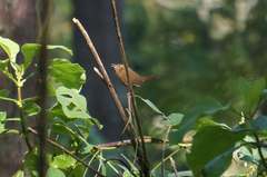 Troglodytes aedon brunneicollis