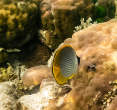 Chaetodon adiergastos