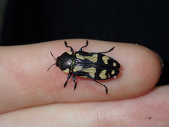 Castiarina octospilota