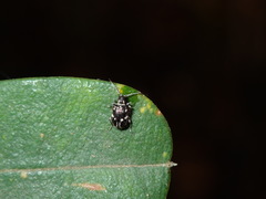 Ptininae