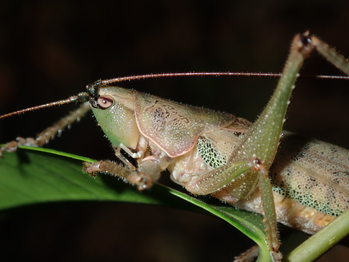 Olive-green Coastal Katydid photo 3