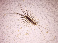 Scutigera coleoptrata