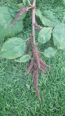 Amaranthus