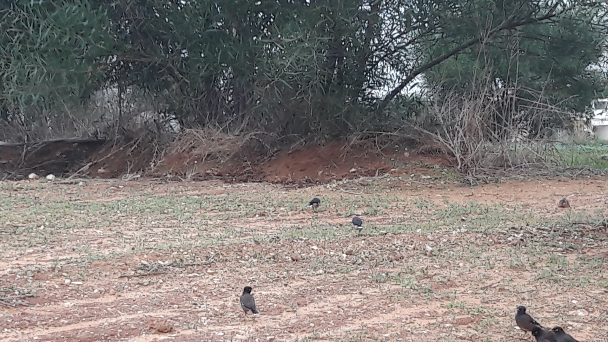 Vinous-breasted Myna (Acridotheres leucocephalus)