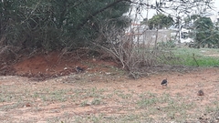 Acridotheres leucocephalus