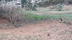 Acridotheres leucocephalus